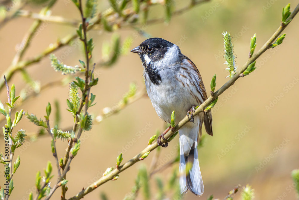 Fototapeta premium Singing common reed bunting, Emberiza schoeniclus, bird in the reeds on a windy day