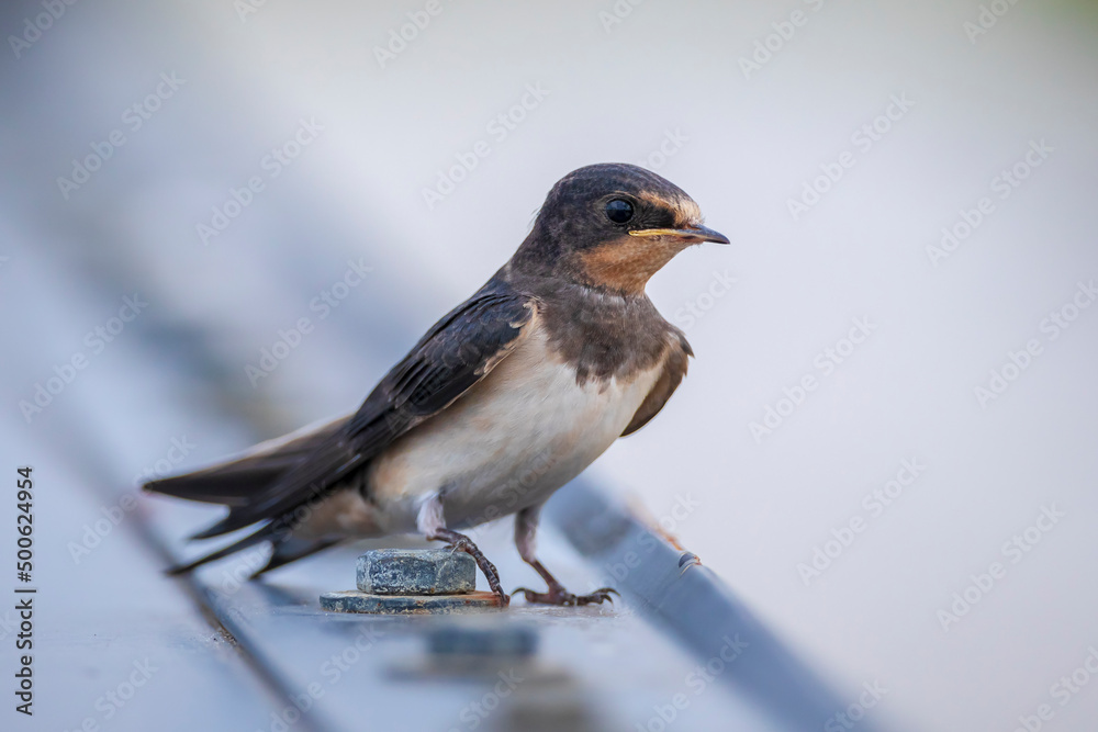 Barn Swallow, Hirundo rustica, juvenile feeding Barn Swallow, Hirundo rustica, juvenile feeding