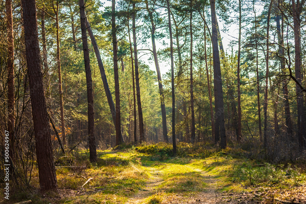 Beautiful forest in national park Hoge Veluwe, the Netherlands