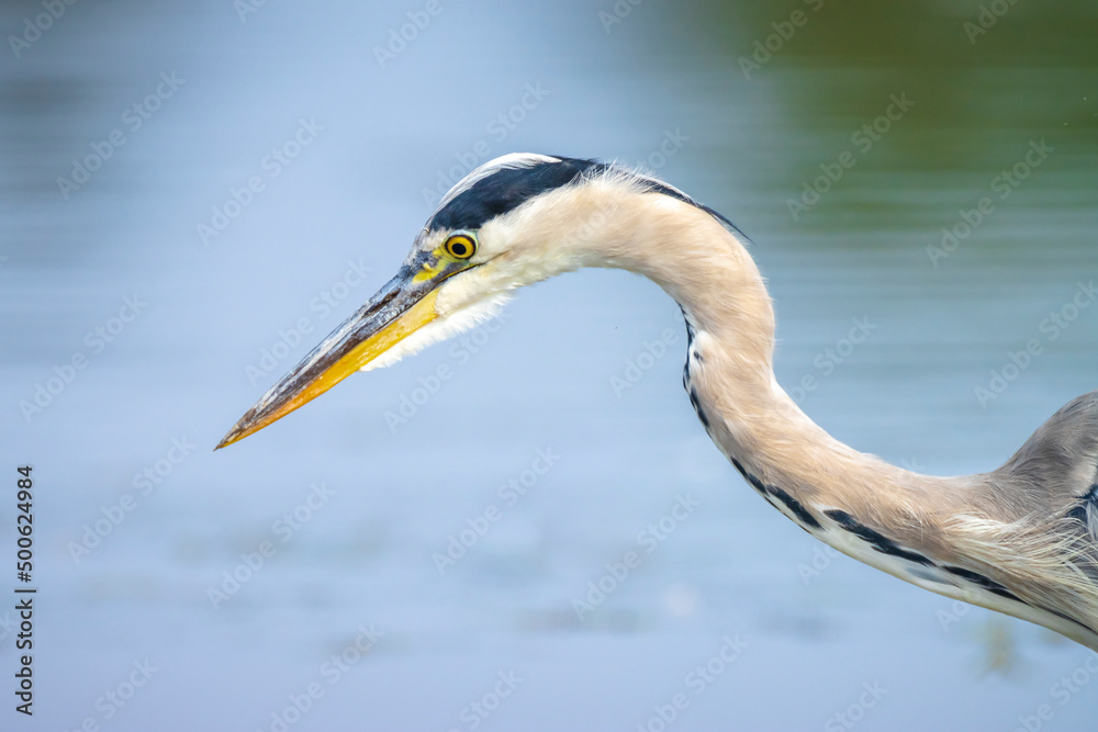Grey heron, Ardea cinerea, hunting and fishing Grey heron, Ardea cinerea, hunting and fishing