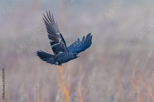 Closeup of a carrion crow Corvus corone black bird in flight