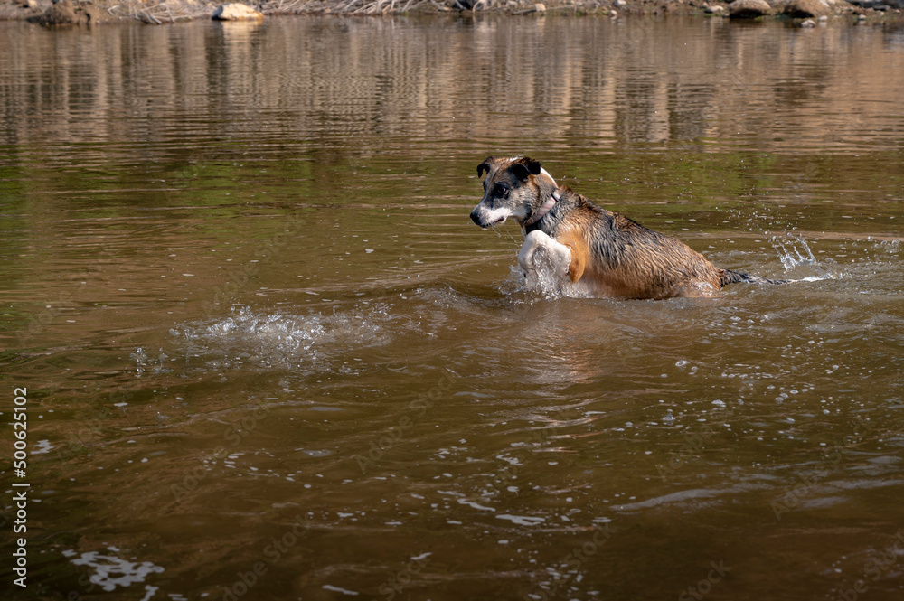 perro jugando en el agua