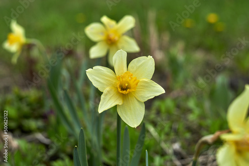 Wild daffodil is a perennial flowering plant.