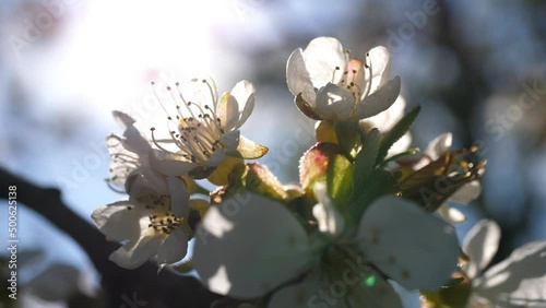 Nahaufnahme von Kirschblüten an einem sonnigen, windigen Tag, weiße Blüten.
