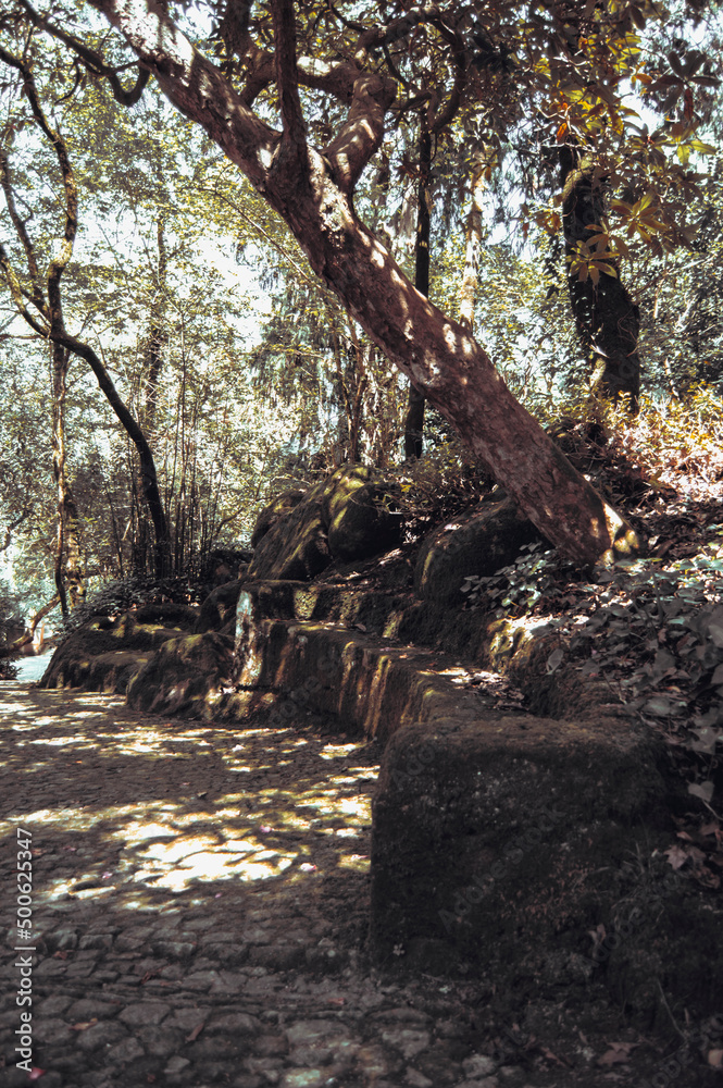 Obraz premium Un banco en el bosque