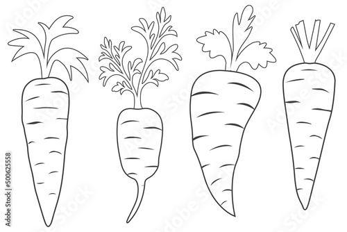 Set of carrots line art with leaves vector