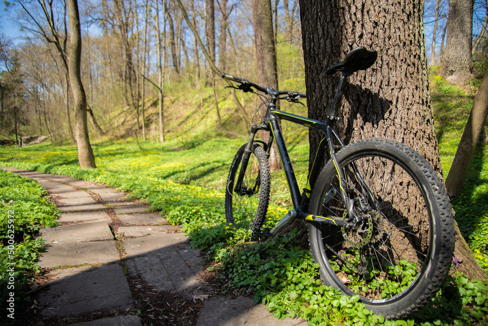 Bicycle along a stone path in the forest