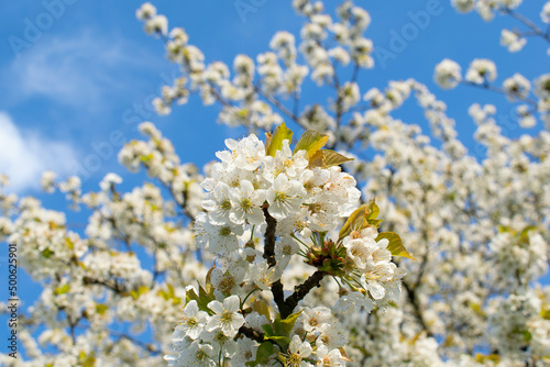 Cherry blossom and blue spring sky