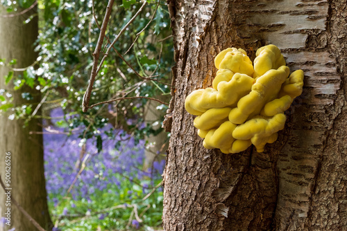 Laetiporus sulphureus fungus, also known as Chicken In The Woods, growing on a tree in Adams Wood, located between Frieth and Skirmett in the Chilterns, Buckinghamshire UK. Bluebells in the distance. photo