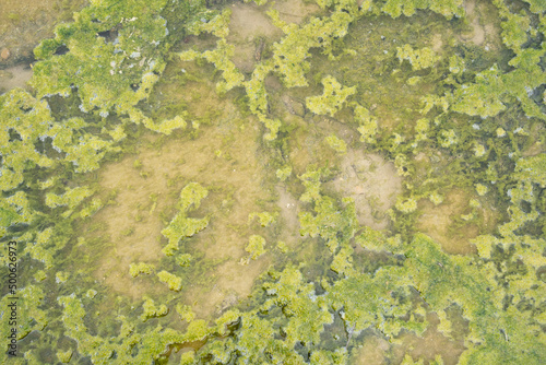 Green lichen in a puddle