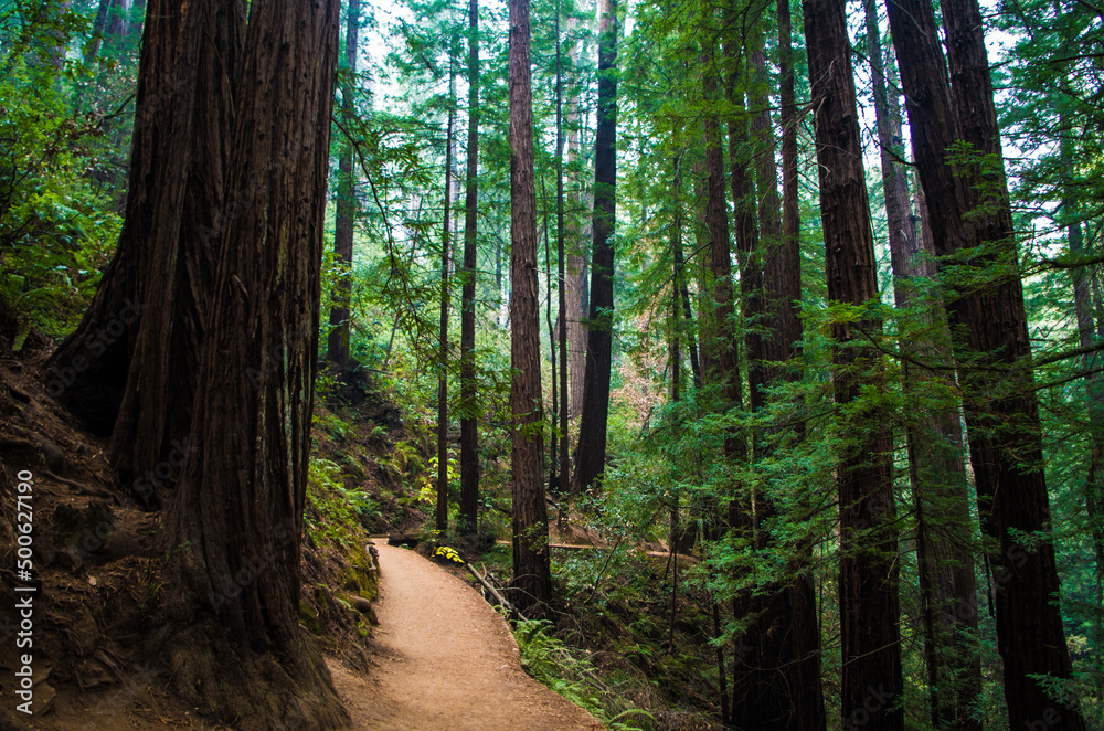 path in the woods