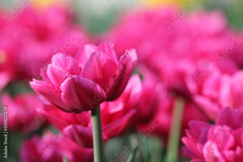 pink and white tulips