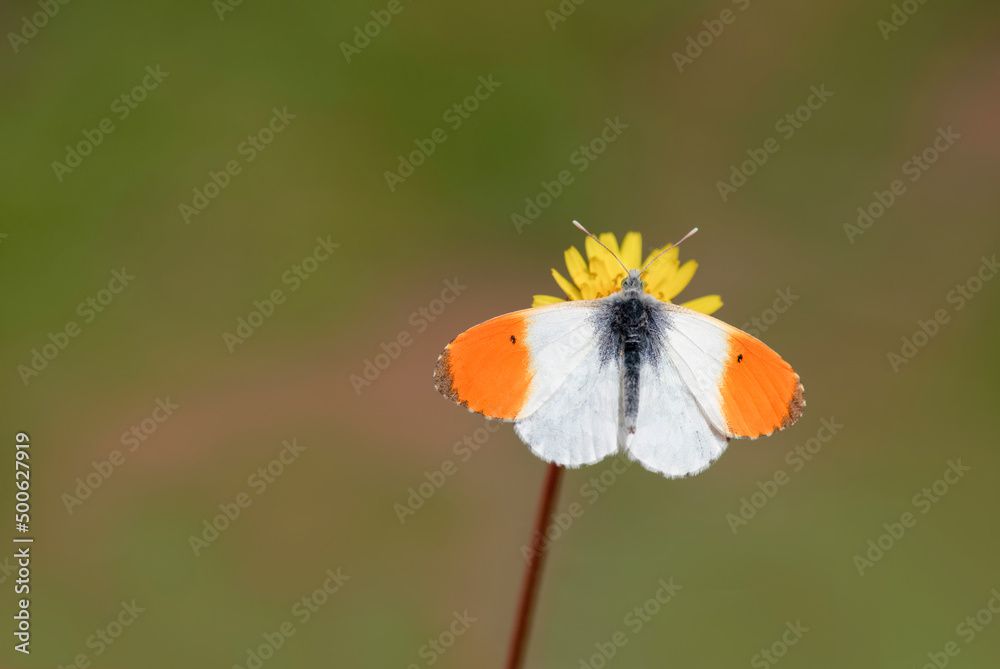 Orange Fancy butterfly (Anthocharis cardamines) on flower Orange Fancy butterfly (Anthocharis cardamines) on flower
