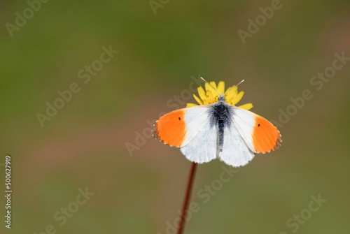 Photography Orange Fancy butterfly (Anthocharis cardamines) on flower