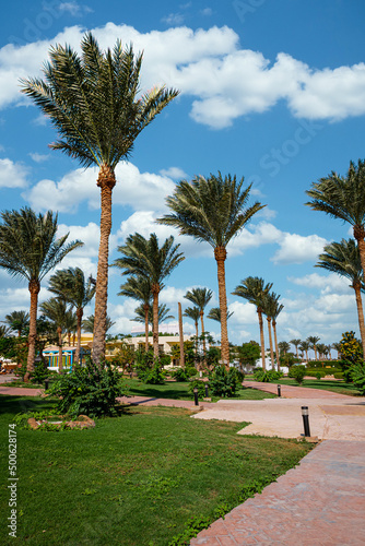 Beautiful palm egypt green beach