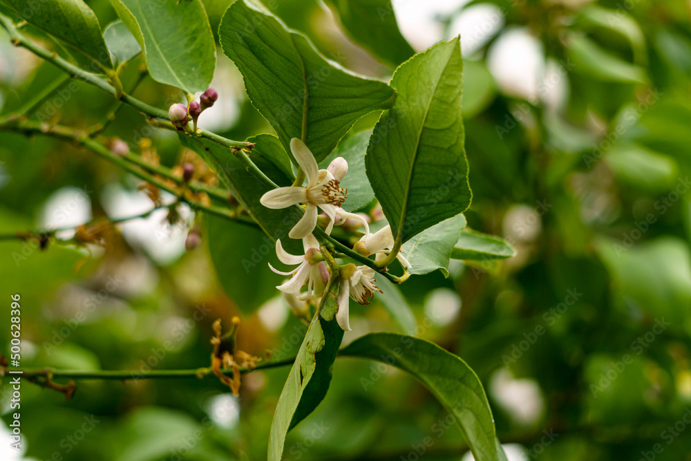 Blossoming lemon flowers on a tree in a greenhouse. Blossoming lemon flowers on a tree in a greenhouse.