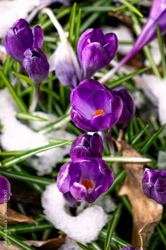 Purple crocus flowers under the snow in early spring. Purple crocus flowers under the snow in early spring.