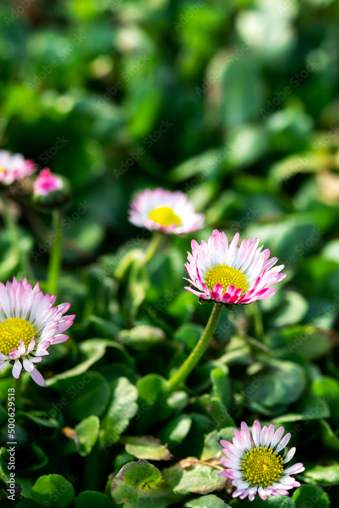 Daisy flowers on a background of green leaves Daisy flowers on a background of green leaves