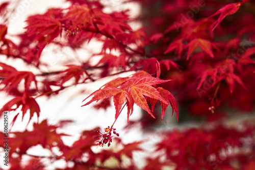 Beautiful leaves of the red Japanese maple or Acer japonicum growing in the garden. 