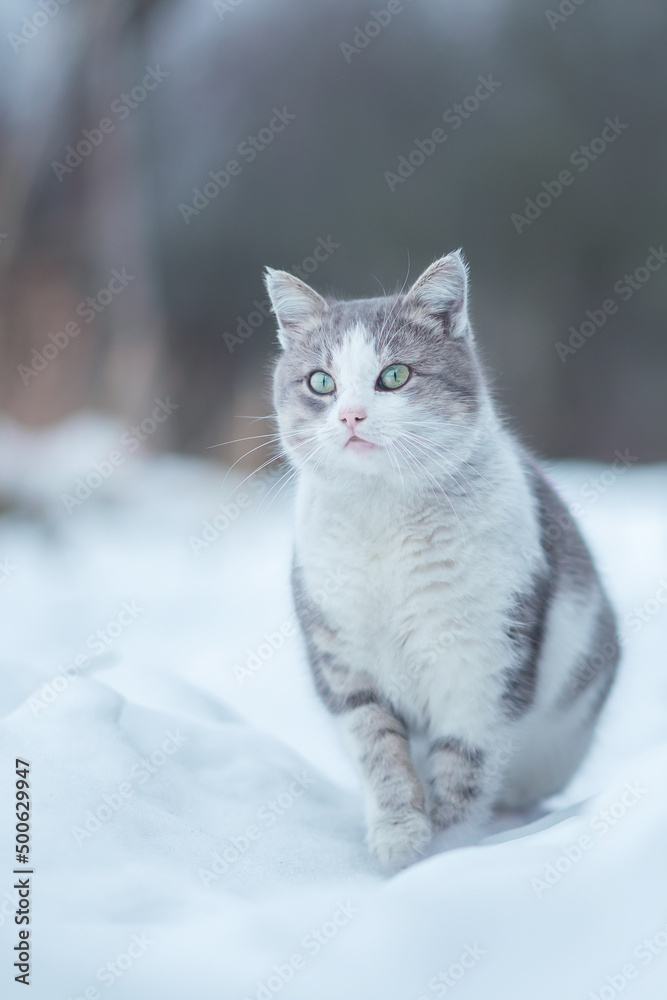 .gray-white cat sits on white snow