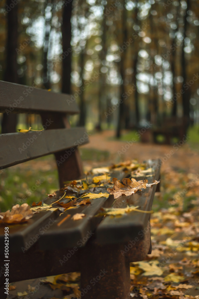 .fallen leaves on a wet brown park bench and blurry trees in the background in autumn .fallen leaves on a wet brown park bench and blurry trees in the background in autumn