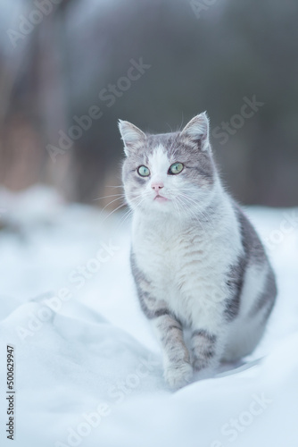 .gray-white cat sits on white snow