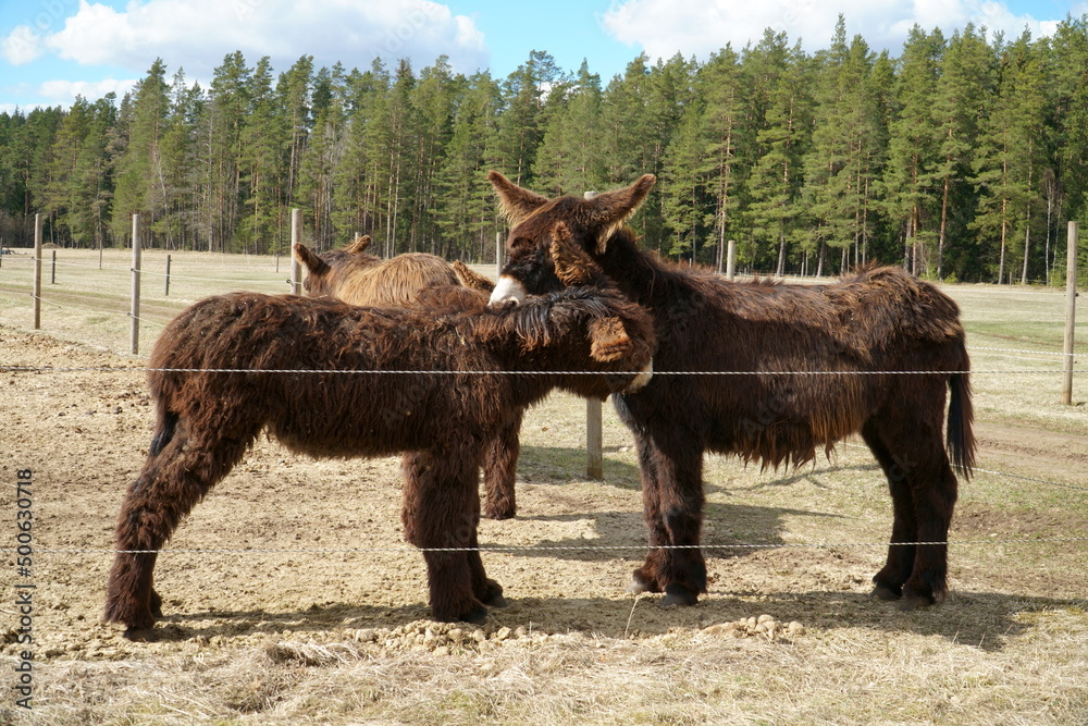 The Poitou donkeys - they for other donkey breeds distinguish their long, shaggy-haired coat and large size. Animals in the open air zoo. The Poitou donkeys - they for other donkey breeds distinguish their long, shaggy-haired coat and large size. Animals in the open air zoo.