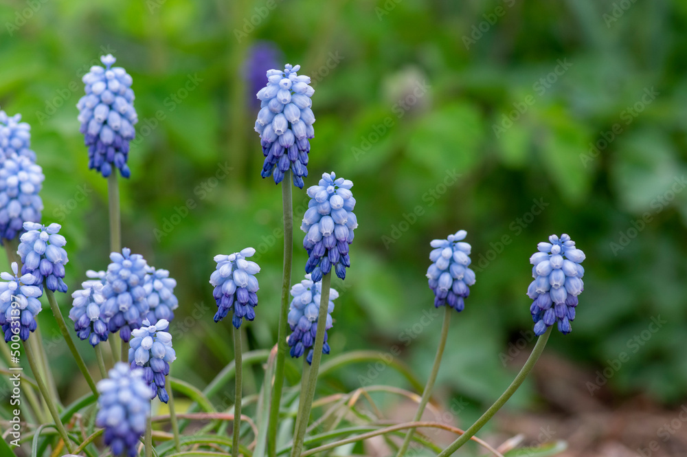 Muscari aucheri grape hyacinth ocean magic album in bloom, ornamental cultivated flowering springtime bulbous plant Muscari aucheri grape hyacinth ocean magic album in bloom, ornamental cultivated flowering springtime bulbous plant