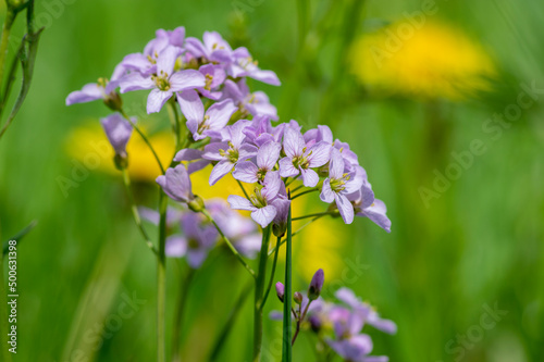 Cardamine pratensis cucko flower in bloom, group of petal flowering mayflowers on the meadow