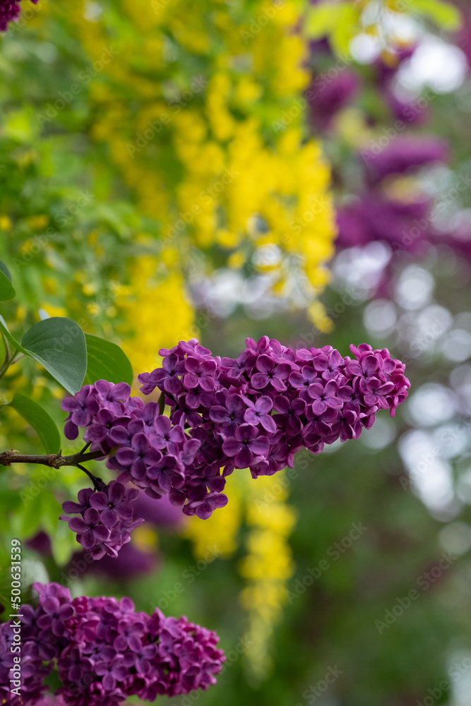 Obraz premium Close up of lilac and laburnum trees growing in close proximity in a London suburb. Lilac tree has cone shaped, deep purple blooms in spring, and laburnham tree has delicate, falling yellow flowers.