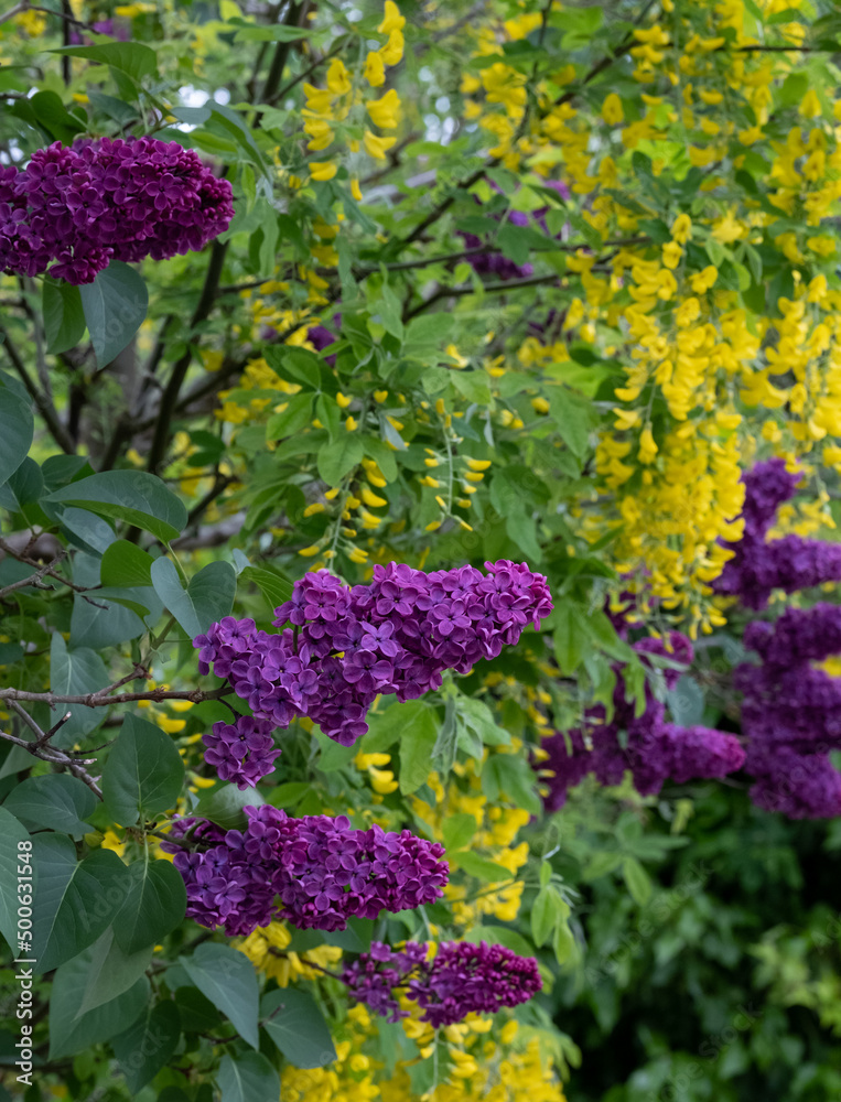 Obraz premium Close up of lilac and laburnum trees growing in close proximity in a London suburb. Lilac tree has cone shaped, deep purple blooms in spring, and laburnham tree has delicate, falling yellow flowers.