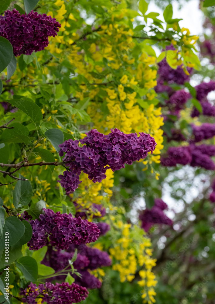 Close up of lilac and laburnum trees growing in close proximity in a London suburb. Lilac tree has cone shaped, deep purple blooms in spring, and laburnham tree has delicate, falling yellow flowers. Close up of lilac and laburnum trees growing in close proximity in a London suburb. Lilac tree has cone shaped, deep purple blooms in spring, and laburnham tree has delicate, falling yellow flowers.