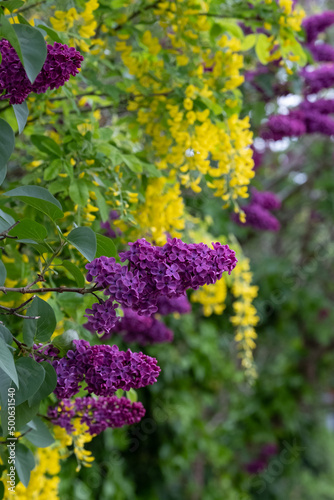 Close up of lilac and laburnum trees growing in close proximity in a London suburb. Lilac tree has cone shaped, deep purple blooms in spring, and laburnham tree has delicate, falling yellow flowers.