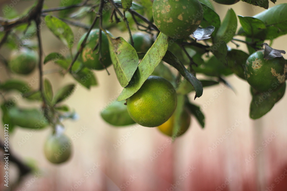 Limão pendurado nos galhos das árvores, limoeiro com limões pendurados, pé de limão, fruta nascendo no pé. frutas cultivadas no jardim