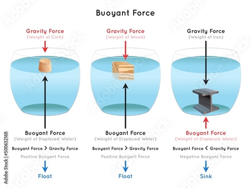 Buoyant Force Infographic diagram examples of cork wood iron showing gravity force downward depends on object weight against buoyant force upward water displacement physics science education vector photo