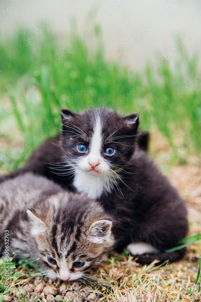 A group of kittens on a green lawn. Little fluffy kittens are walking in the yard. A pet. Taking care of pets. Different color of cats' fur. A group of kittens on a green lawn. Little fluffy kittens are walking in the yard. A pet. Taking care of pets. Different color of cats' fur.