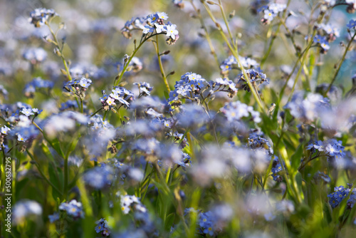 flowers in the field