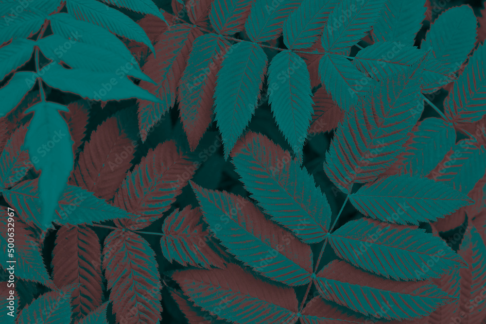 Fototapeta premium Dark vegetable background from meadowsweet leaves. Abstract natural wallpaper from the foliage of a ornamental shrub. Deep turquoise and red tinted plant backdrop