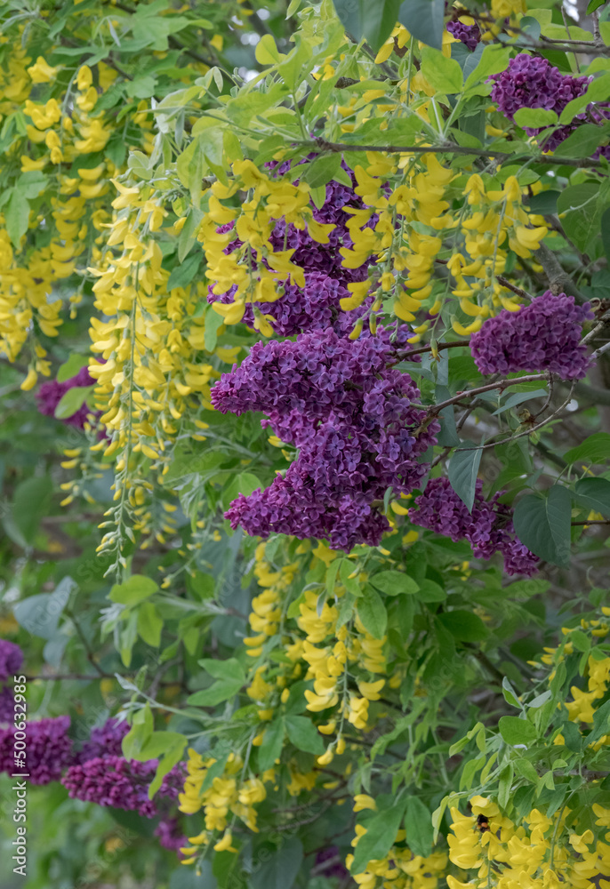 Obraz premium Close up of lilac and laburnum trees growing in close proximity in a London suburb. Lilac tree has cone shaped, deep purple blooms in spring, and laburnham tree has delicate, falling yellow flowers.