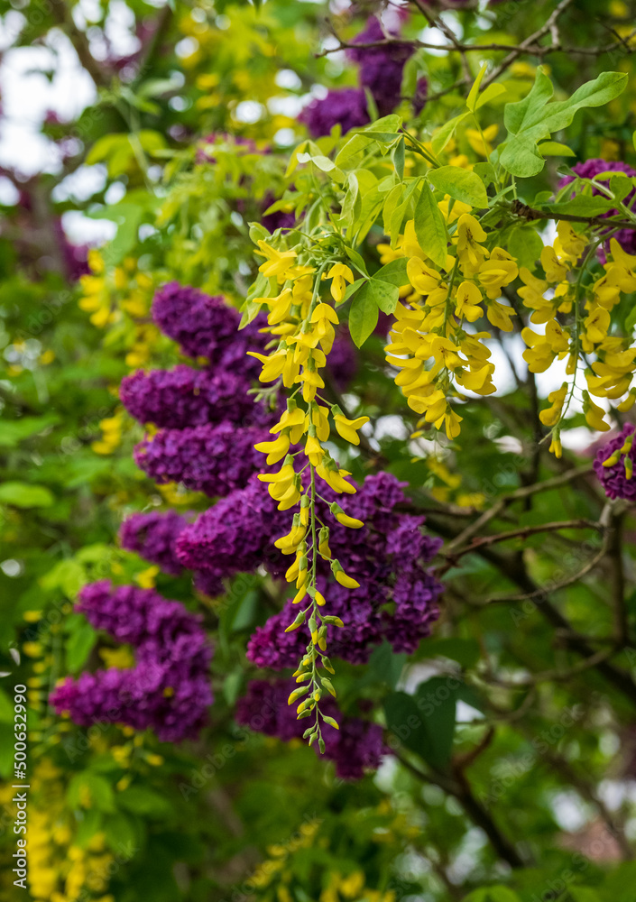 Close up of lilac and laburnum trees growing in close proximity in a London suburb. Lilac tree has cone shaped, deep purple blooms in spring, and laburnham tree has delicate, falling yellow flowers. Close up of lilac and laburnum trees growing in close proximity in a London suburb. Lilac tree has cone shaped, deep purple blooms in spring, and laburnham tree has delicate, falling yellow flowers.