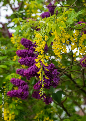 Close up of lilac and laburnum trees growing in close proximity in a London suburb. Lilac tree has cone shaped, deep purple blooms in spring, and laburnham tree has delicate, falling yellow flowers.