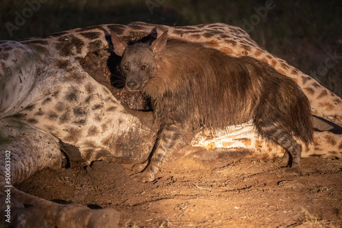 Schabracken Hyäne frisst an toter Giraffe - Brown Hyena eats on dead giraffe  photo