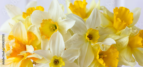 Billede på lærred yellow daffodils of different varieties as background