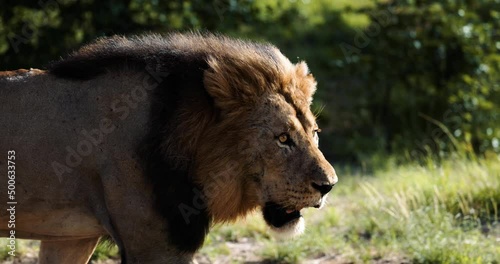 Epic cinematic male lion walking in Wild Africa on safari, Slow motion. Big Cats photo