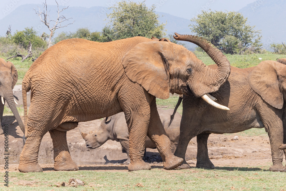 Fototapeta premium Elefanten und Nashorn an Wasserstelle - Elephant and Rhino at waterhole
