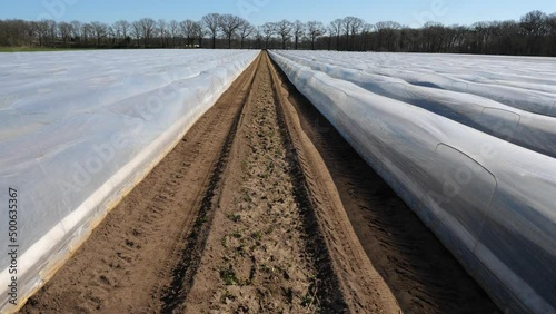 Plastikfolien und Plastikplanen in der Landwirtschaft.
Kultivierung von Spargel im Frühjahr in Deutschland.
Sonnige Reflexe auf der Folie