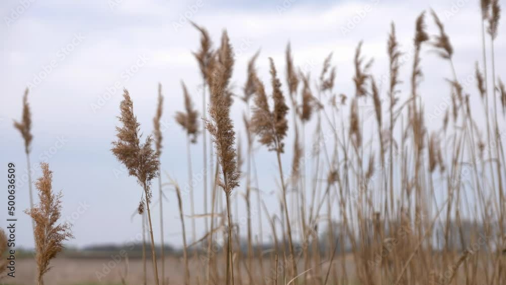 Tall dry grasses sway in the wind.
Reed (Phragmites australis) sky background Tall dry grasses sway in the wind.
Reed (Phragmites australis) sky background