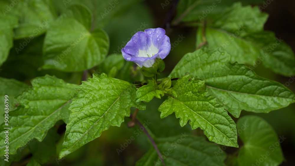 Nicandra physalodes, of the family Solanaceae. Central Russia. Nicandra physalodes, of the family Solanaceae. Central Russia.