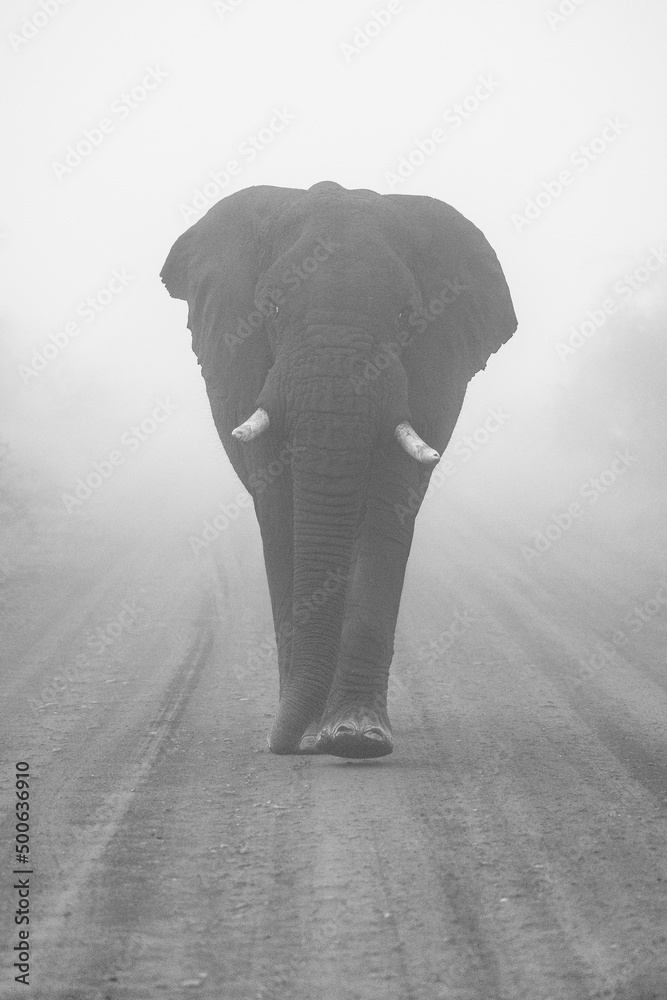 Obraz premium Elefant im Nebel - Elephant in the mist in black&white