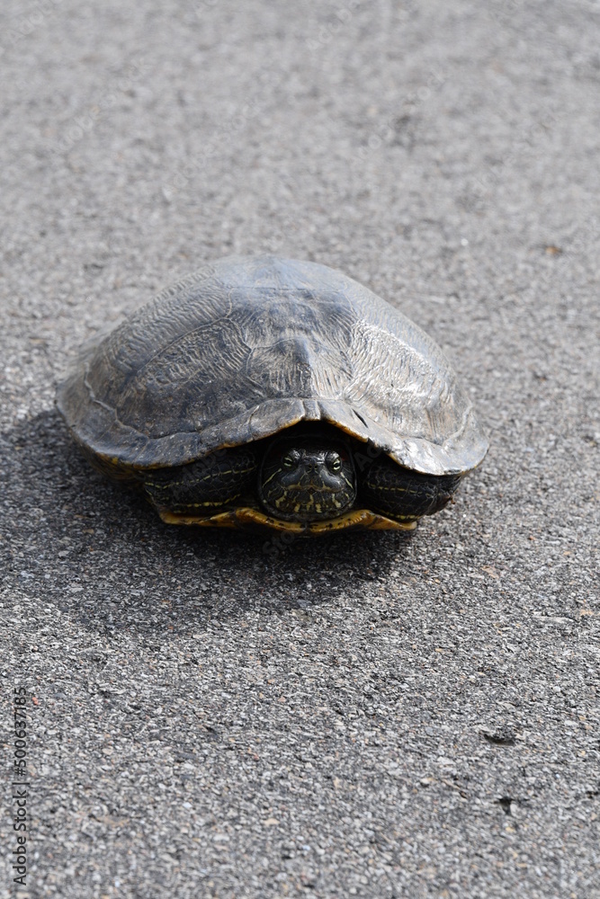 Obraz premium Turtle on a Highway
